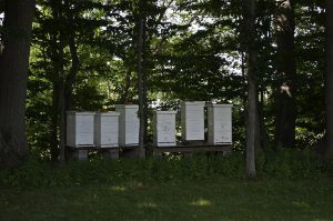 Bee Hives