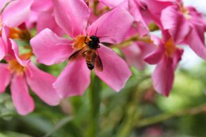 Honey bee and a flower