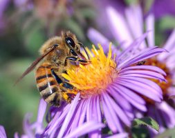 What do worker bees do?