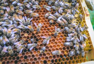 Honeybees on a frame.