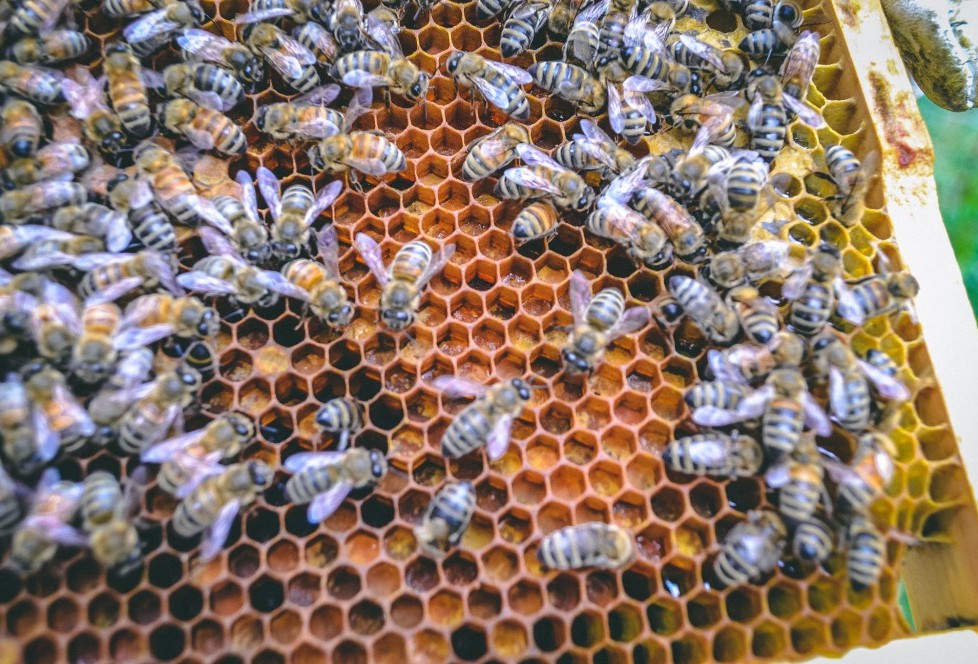 A frame of honeybees