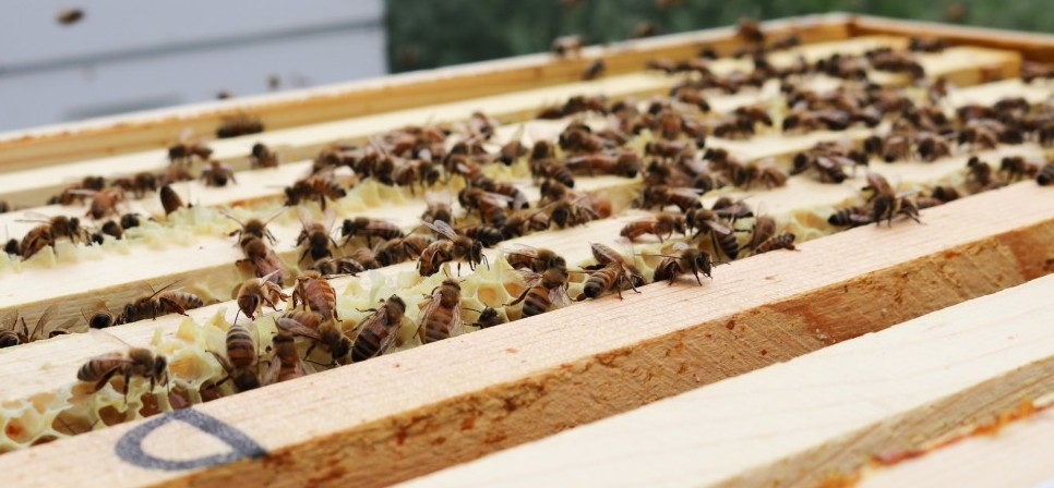 A honeybee hive