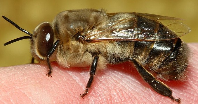 Drone- the male honeybee