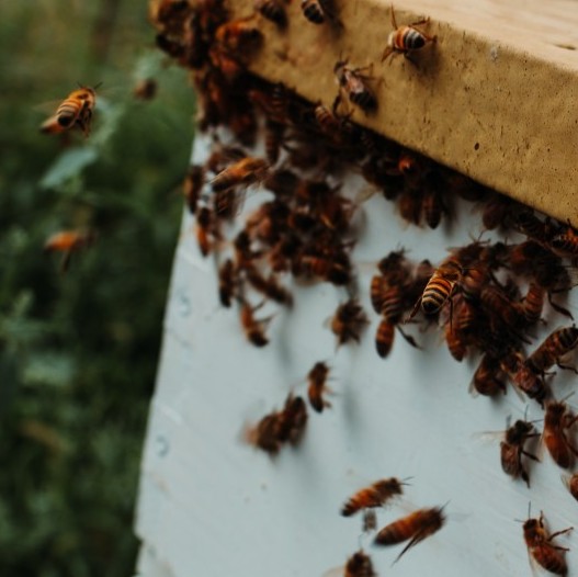 Honeybees flying.