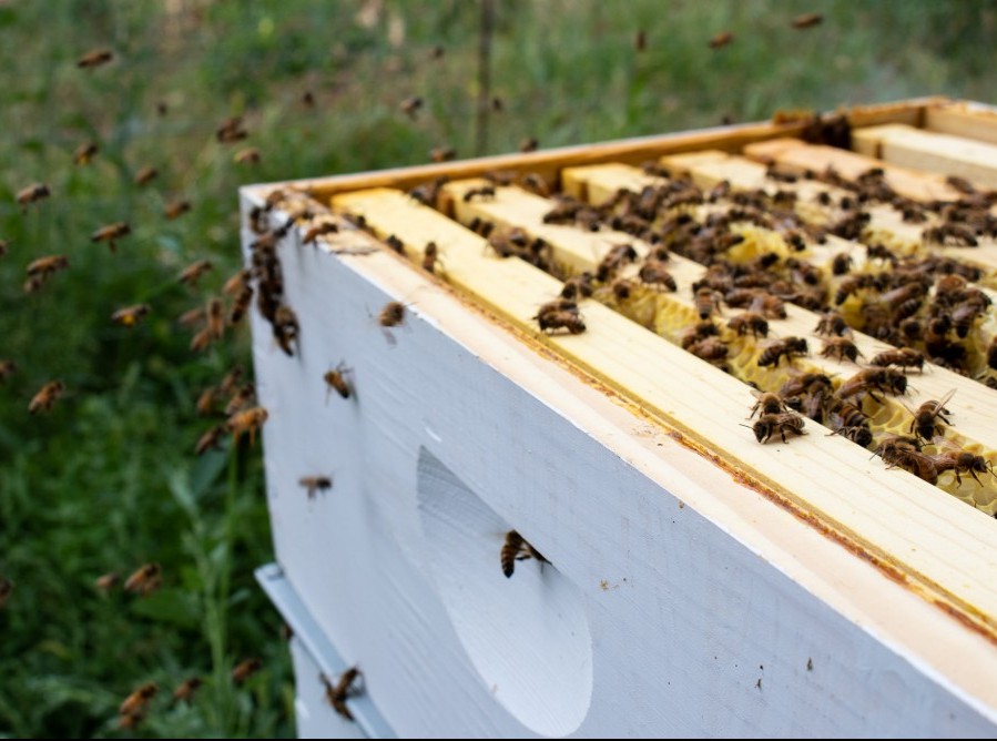 Honeybees flying around their hive.