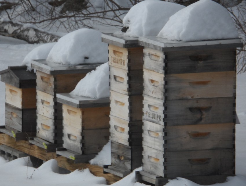 Honeybees in the winter