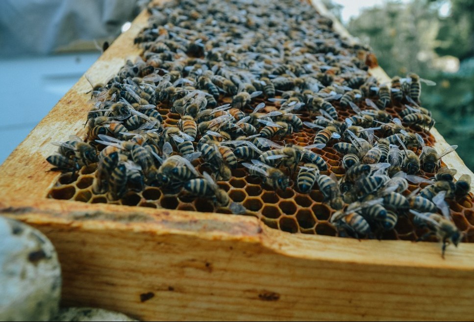 Worker bees on a frame.