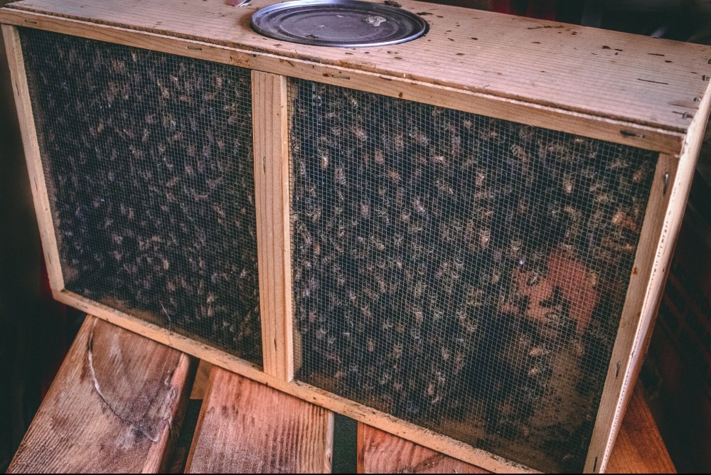 A package of honey bees.