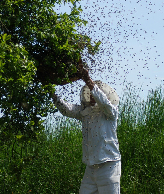 Swarm of bees