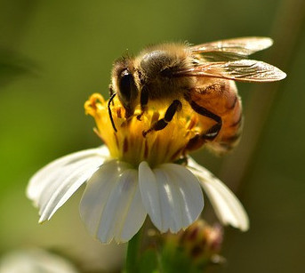 Honeybees are important