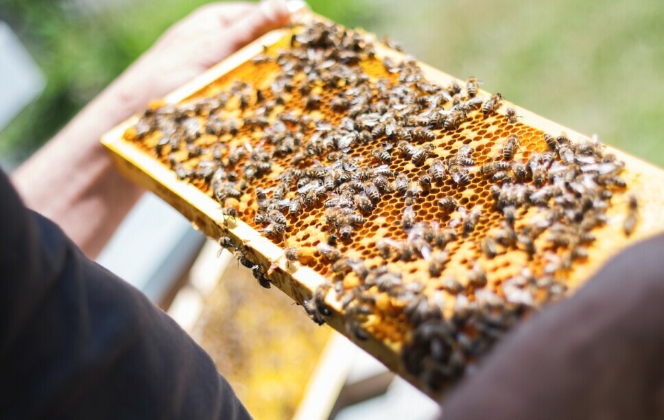 Beekeeping