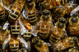 Beekeeping And Stress Relief: How Beekeeping Can Improve Well-Being