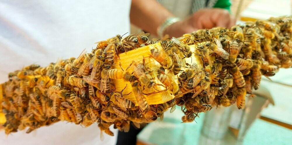 Honeybees