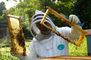 Common Challenges And How To Overcome Them In Backyard Beekeeping