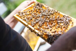 Understanding Bee Behavior: Tips For Working With Bees