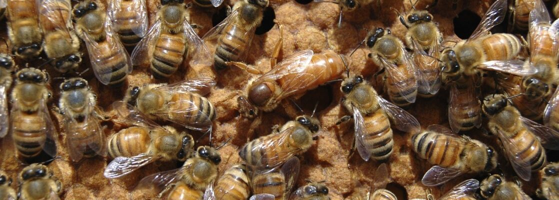 Queen Bee Management