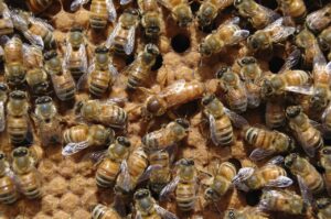 Queen Bee Management
