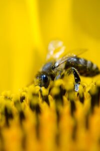Bee pollen