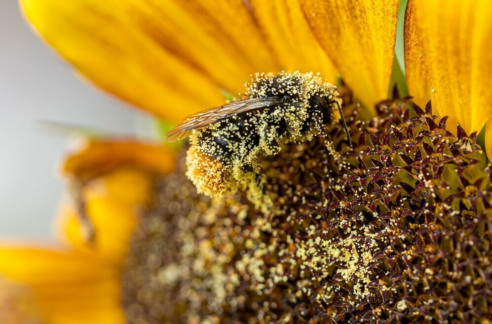 Bee pollen