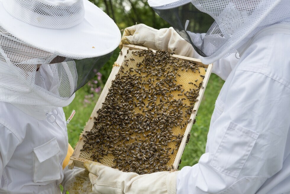 Beekeepers