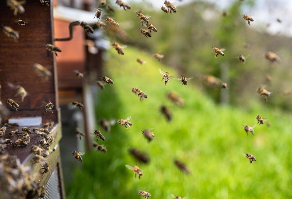 Beekeeping