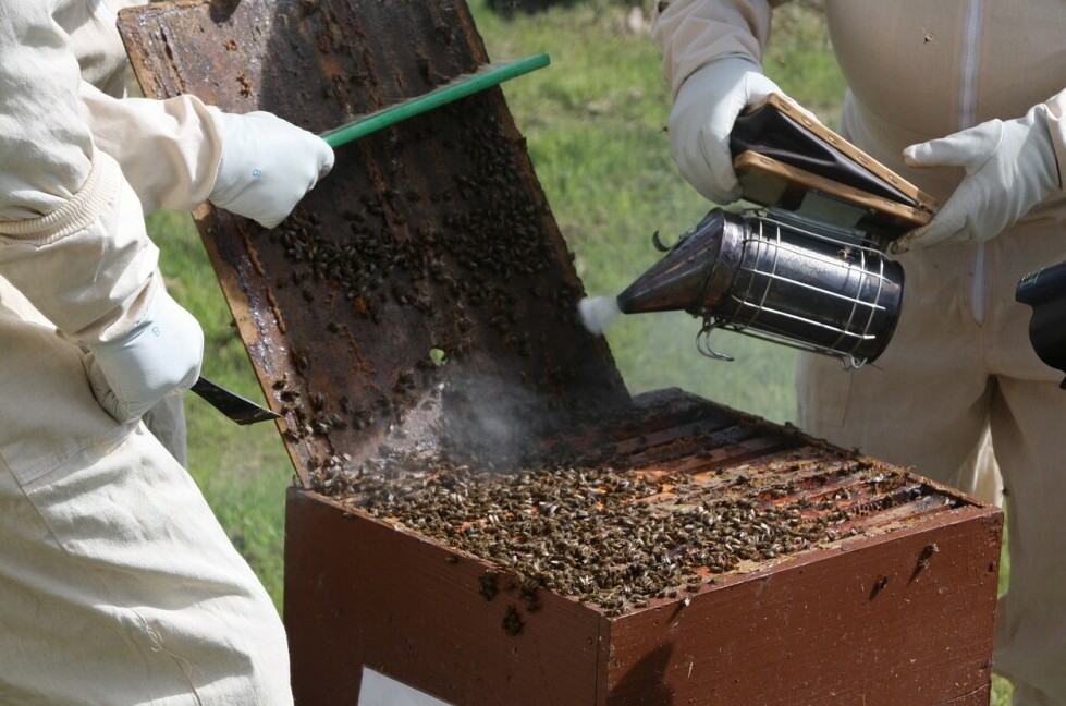 Beekeeping smoker