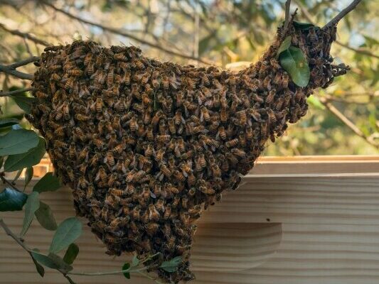 How To Control Swarming In Your Backyard Beehive