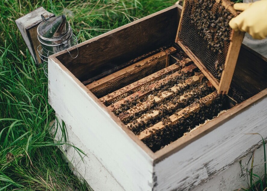 Langstroth hive