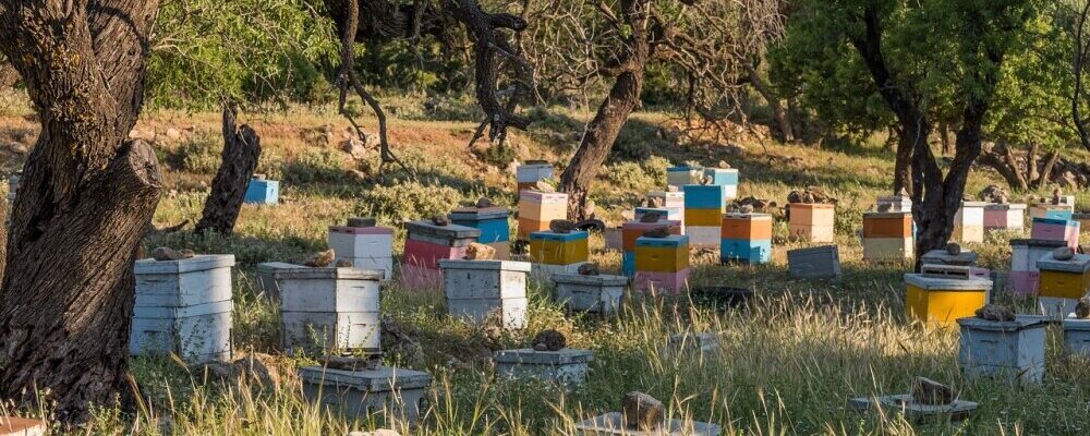 Beekeeping Traditions And Practices From Around The World