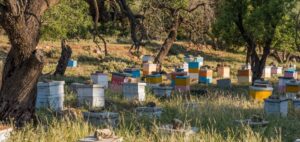 Beekeeping Traditions And Practices From Around The World