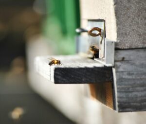 How To Winterize Your Beehive: Tips For Keeping Bees Cozy In Cold Weather