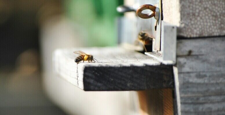 How To Winterize Your Beehive: Tips For Keeping Bees Cozy In Cold Weather