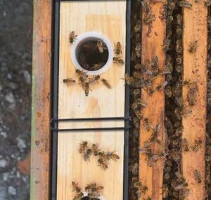 Bee Hive Feeders: Types And How To Use Them