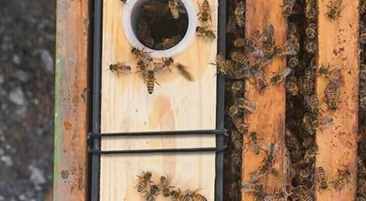 Bee Hive Feeders: Types And How To Use Them