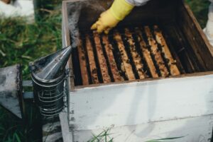 Splitting your beehive