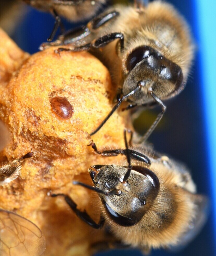 Varroa Mites