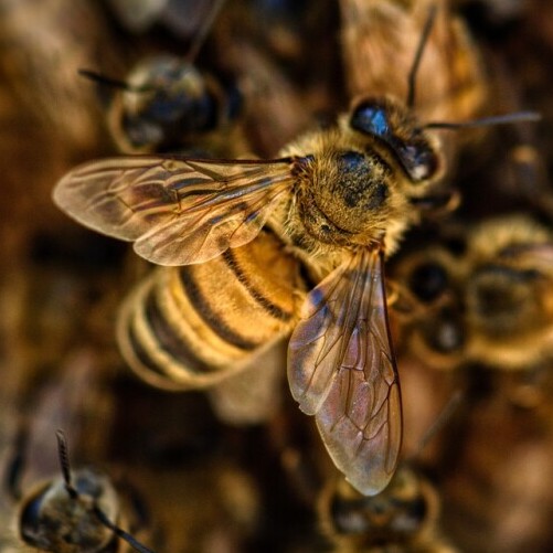 Bee Venom Therapy 