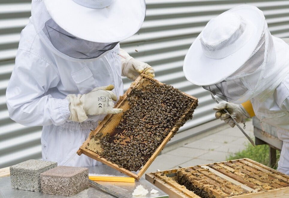 Beekeeping