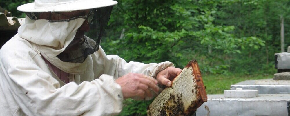 Handling Seasonal Beekeeping Challenges