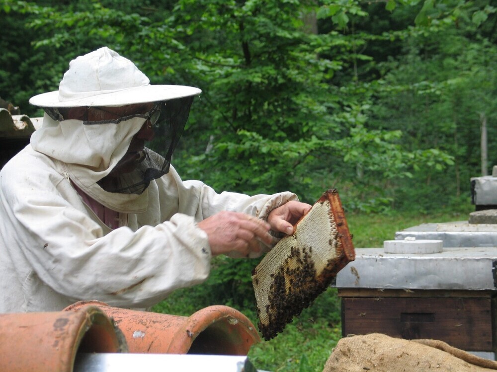 Beekeeping