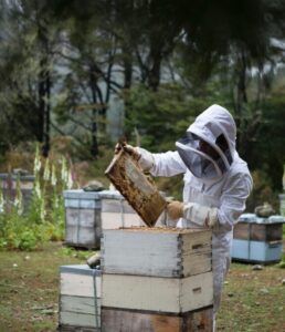 Inspection And Maintenance Of Beehives