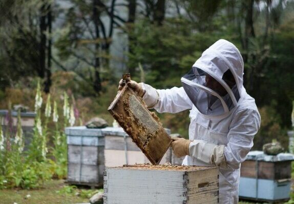 Inspection And Maintenance Of Beehives