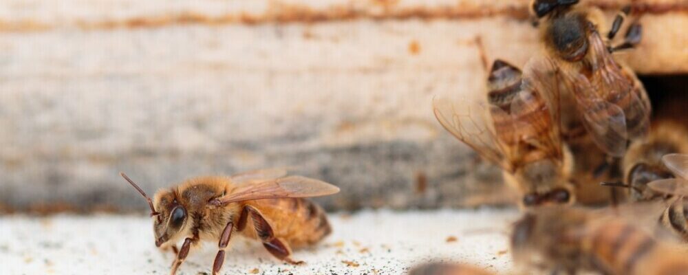 Beeswax: Uses And How To Harvest It From Your Hive