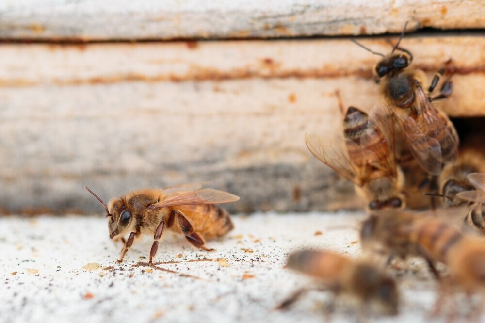 Hive robbing