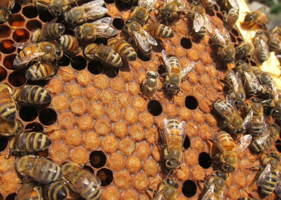 Honeybee brood