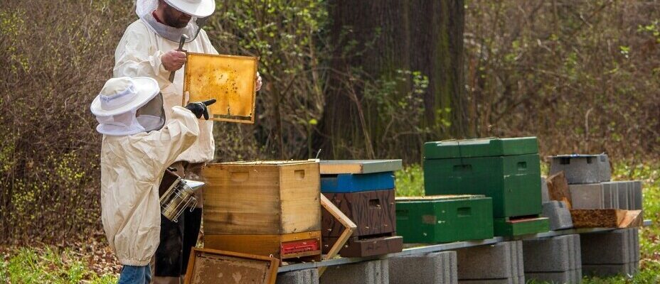 Beekeeping Safety Guidelines For Kids