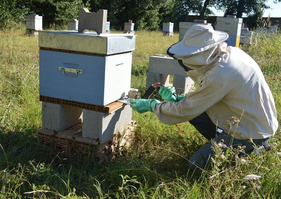 maintaining varroa mites