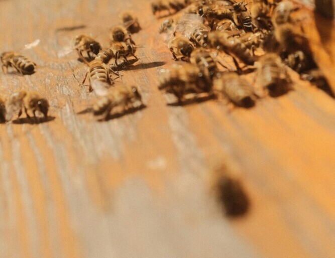 Robbing Bees