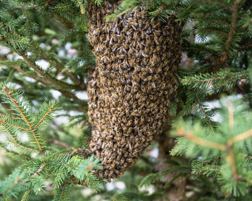 Swarm of Bees