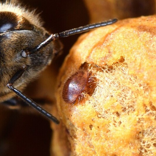 Varroa mite